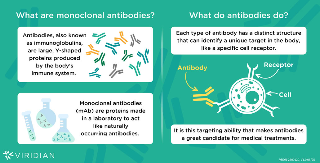 Illustration: With these two monoclonal antibodies we are looking to reduce the over-signaling of IGF-1R 