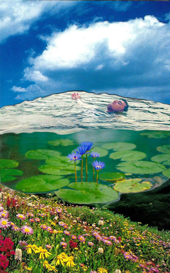 bodhi Lotus Pool of Equanimity between the Earth and Sky by bodhi